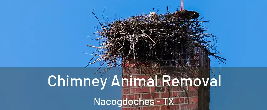  Chimney Animal Removal Nacogdoches - TX