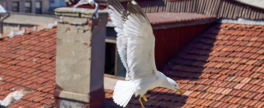 Residential Chimney Animal Removal Solution in Nacogdoches, TX