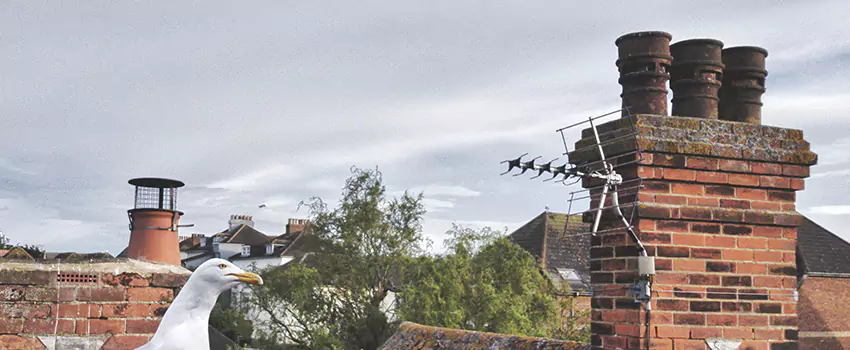 Chimney Cleaning And Restoration in Nacogdoches, Texas
